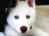 Mükemmel Kalite Kar Beyazı Husky Sibirya Kurdu 2 Aylık