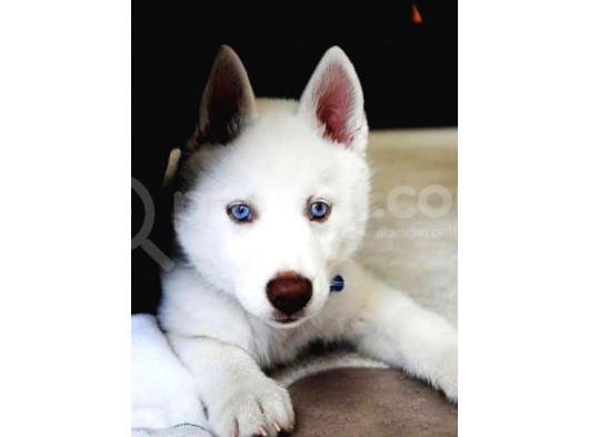 Mükemmel Kalite Kar Beyazı Husky Sibirya Kurdu 2 Aylık görsel