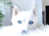 Mükemmel Kalite Kar Beyazı Husky Sibirya Kurdu 2 Aylık
