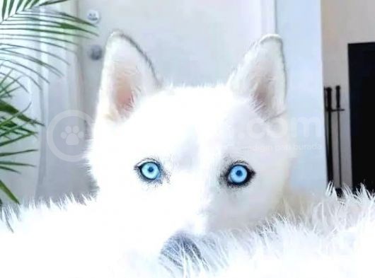 Mükemmel Kalite Kar Beyazı Husky Sibirya Kurdu 2 Aylık görsel