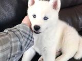 Mükemmel Kalite Kar Beyazı Husky Sibirya Kurdu 2 Aylık