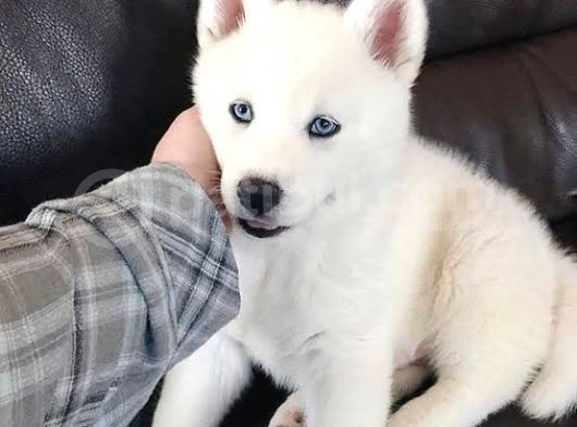 Mükemmel Kalite Kar Beyazı Husky Sibirya Kurdu 2 Aylık görsel