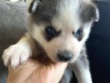 A Kalite Gri Mavi Gözlü Sibirya Kurdu Husky