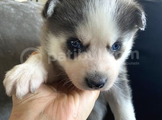 A Kalite Gri Mavi Gözlü Sibirya Kurdu Husky görsel