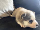 A Kalite Gri Mavi Gözlü Sibirya Kurdu Husky
