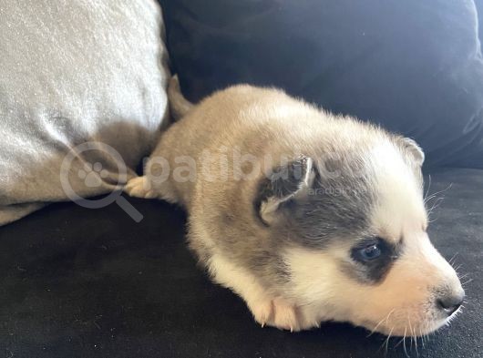 A Kalite Gri Mavi Gözlü Sibirya Kurdu Husky görsel