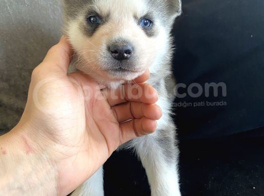 A Kalite Gri Mavi Gözlü Sibirya Kurdu Husky görsel