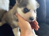 A kalite gri mavi gözlü Sibirya kurdu husky