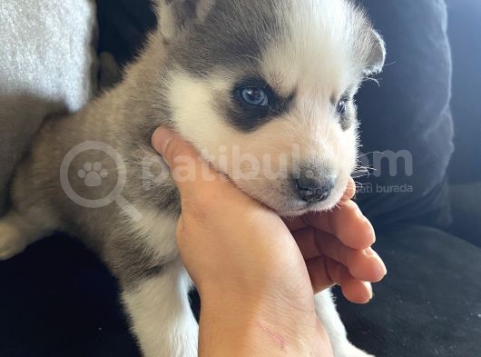 A Kalite Gri Mavi Gözlü Sibirya Kurdu Husky
