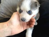 A Kalite Gri Mavi Gözlü Sibirya Kurdu Husky