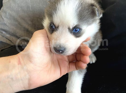 A Kalite Gri Mavi Gözlü Sibirya Kurdu Husky görsel