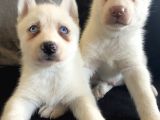Mükemmel kalite Kar beyazı Husky sibirya kurdu 2 aylık