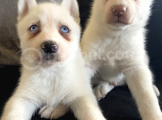 Mükemmel Kalite Kar Beyazı Husky Sibirya Kurdu 2 Aylık