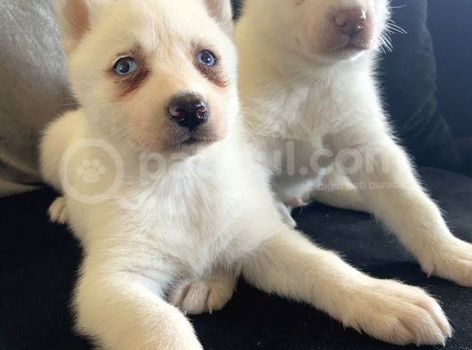 Mükemmel Kalite Kar Beyazı Husky Sibirya Kurdu 2 Aylık görsel