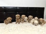 Dev Kampanya Lı Maltipo Ve Poodle  Yavruları