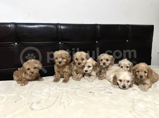 Dev Kampanya Lı Maltipo Ve Poodle  Yavruları görsel