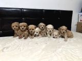 Dev Kampanya Lı Maltipo Ve Poodle  Yavruları