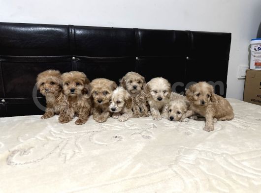 Dev Kampanya Lı Maltipo Ve Poodle  Yavruları görsel