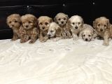 Dev kampanya lı maltipo ve poodle  yavruları