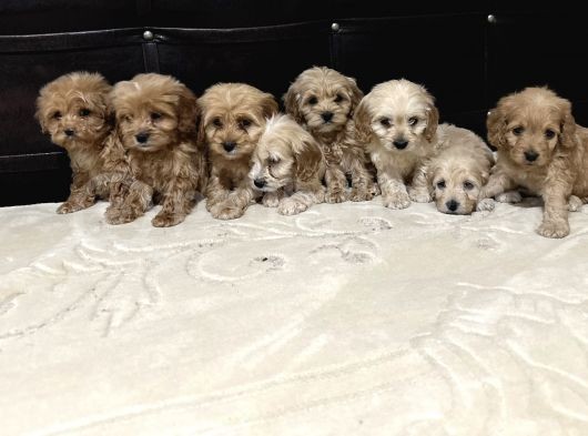 Dev Kampanya Lı Maltipo Ve Poodle  Yavruları