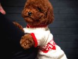 Toy Poodle Red Brown Kore Tip Yavrularimiz