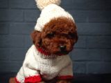 Toy Poodle Red Brown Kore Tip Yavrularimiz