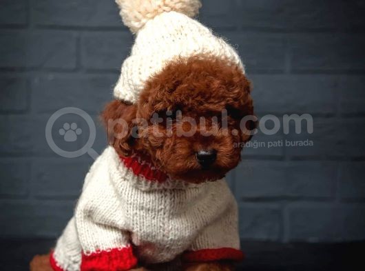 Toy Poodle Red Brown Kore Tip Yavrularimiz görsel