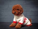 Toy Poodle Red Brown Kore Tip Yavrularimiz