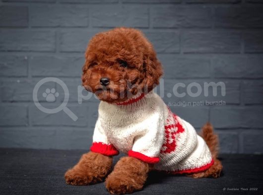 Toy Poodle Red Brown Kore Tip Yavrularimiz görsel