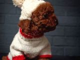 Toy Poodle Red Brown Kore Tip Yavrularimiz
