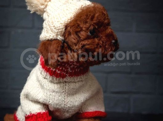 Toy Poodle Red Brown Kore Tip Yavrularimiz görsel