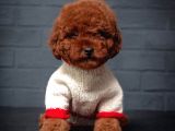 Toy Poodle Red Brown Kore Tip Yavrularimiz