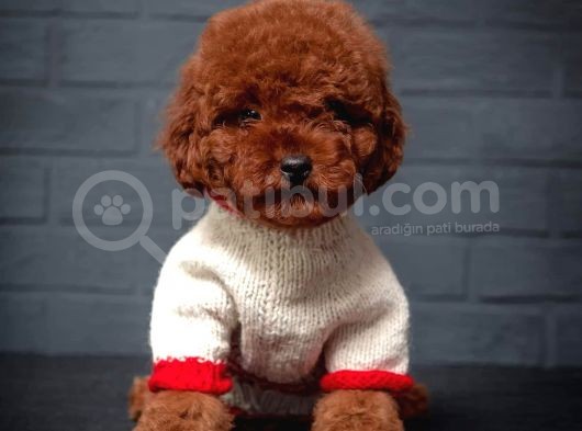 Toy Poodle Red Brown Kore Tip Yavrularimiz görsel