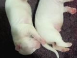 Irk Ve Sağli̇k Garantili Dogo Argentino Yavrularimiz