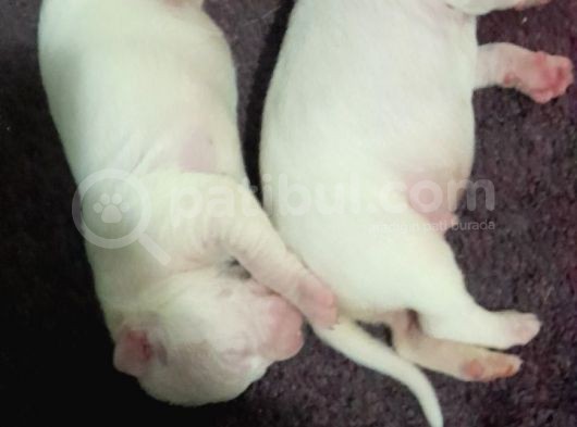Irk Ve Sağli̇k Garantili Dogo Argentino Yavrularimiz görsel