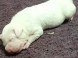 IRK VE SAĞLİK GARANTILI DOGO ARGENTINO YAVRULARIMIZ