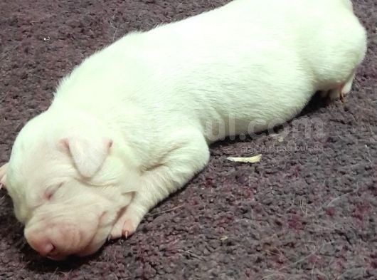 Irk Ve Sağli̇k Garantili Dogo Argentino Yavrularimiz