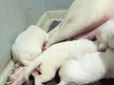 Irk Ve Sağli̇k Garantili Dogo Argentino Yavrularimiz
