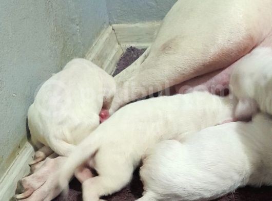 Irk Ve Sağli̇k Garantili Dogo Argentino Yavrularimiz görsel