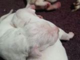 Irk Ve Sağli̇k Garantili Dogo Argentino Yavrularimiz