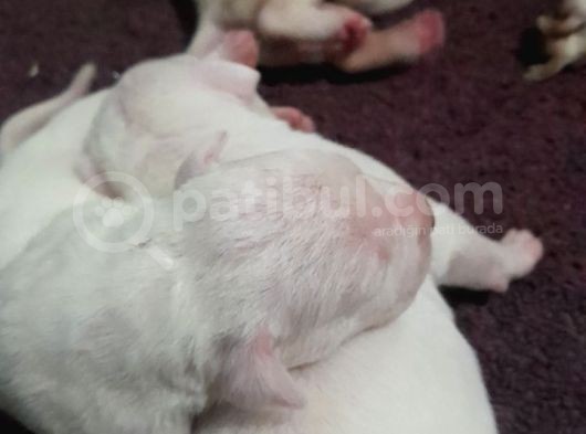 Irk Ve Sağli̇k Garantili Dogo Argentino Yavrularimiz görsel