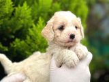 Maltipoo Yavrularım Sağlık Ve Irk Garantilidir
