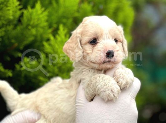 Maltipoo Yavrularım Sağlık Ve Irk Garantilidir görsel