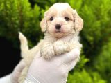 Maltipoo Yavrularım Sağlık Ve Irk Garantilidir