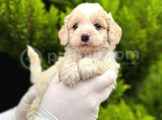 Maltipoo Yavrularım Sağlık Ve Irk Garantilidir