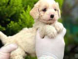Maltipoo Yavrularım Sağlık Ve Irk Garantilidir