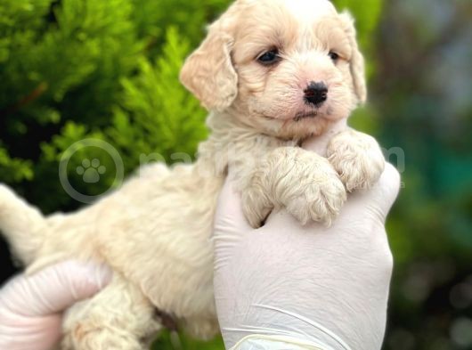 Maltipoo Yavrularım Sağlık Ve Irk Garantilidir görsel