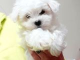 Maltesse Terrier Cinsi Güzel Yavrular 