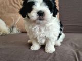 Orjinal shihtzu