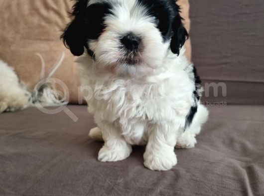Orjinal Shihtzu